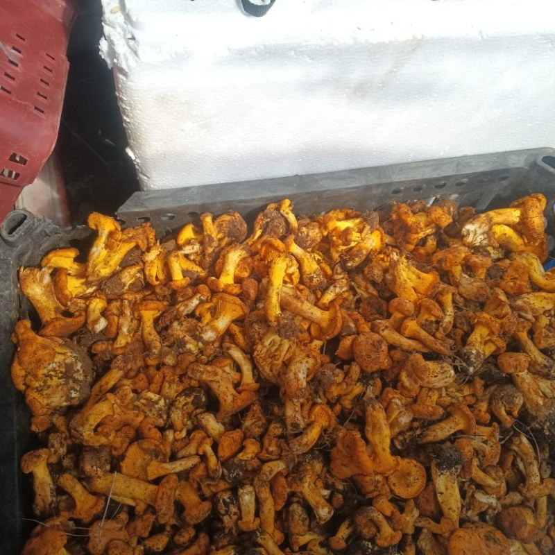 鸡油菌品质保证服务周到产地直发价格美丽欢迎联系