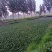 水仙花，水芙蓉