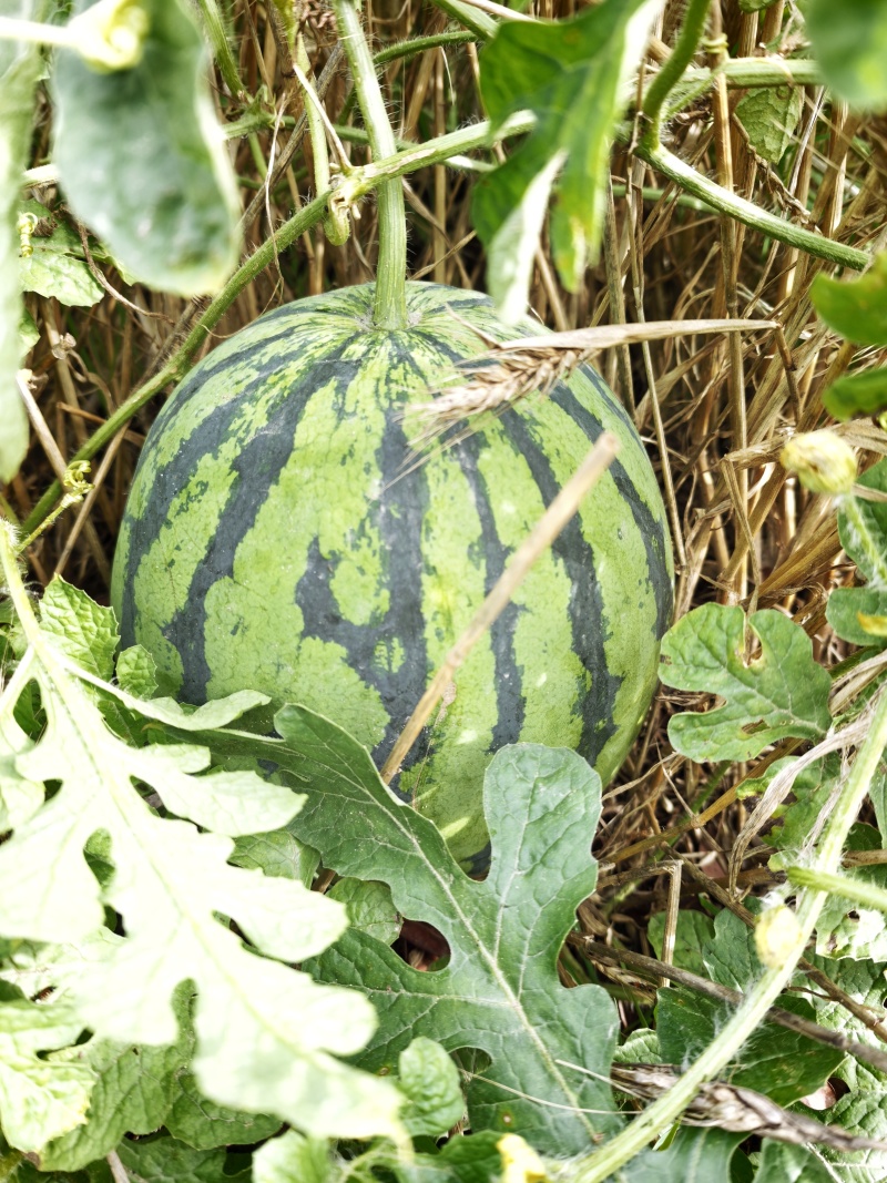 8424西瓜慈溪海地甜西瓜