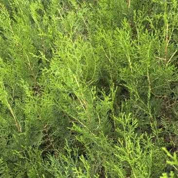 侧柏杯苗两年苗，侧佰苗种植基地，批发零售，欢迎定购。