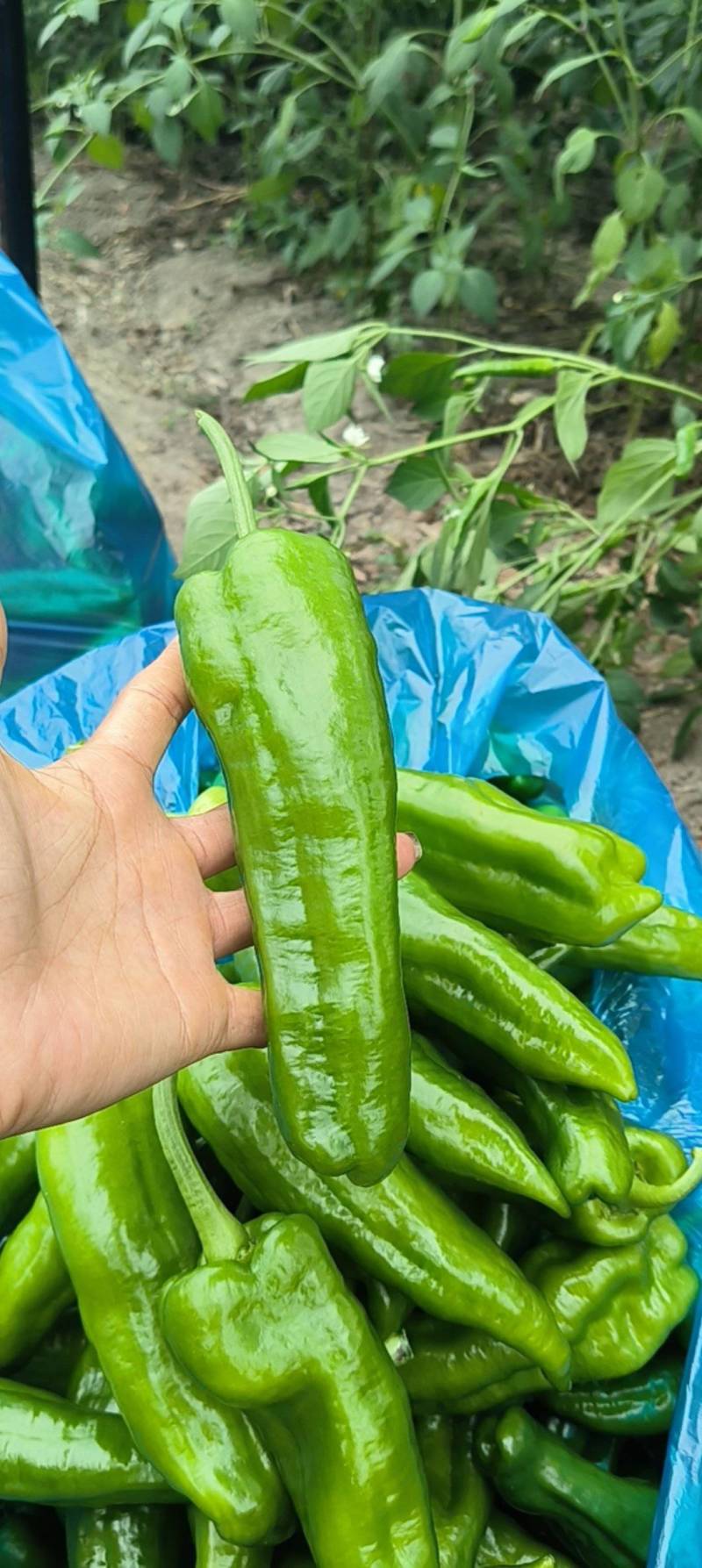 当季新品薄皮辣椒，一个字，辣的不要不要的
