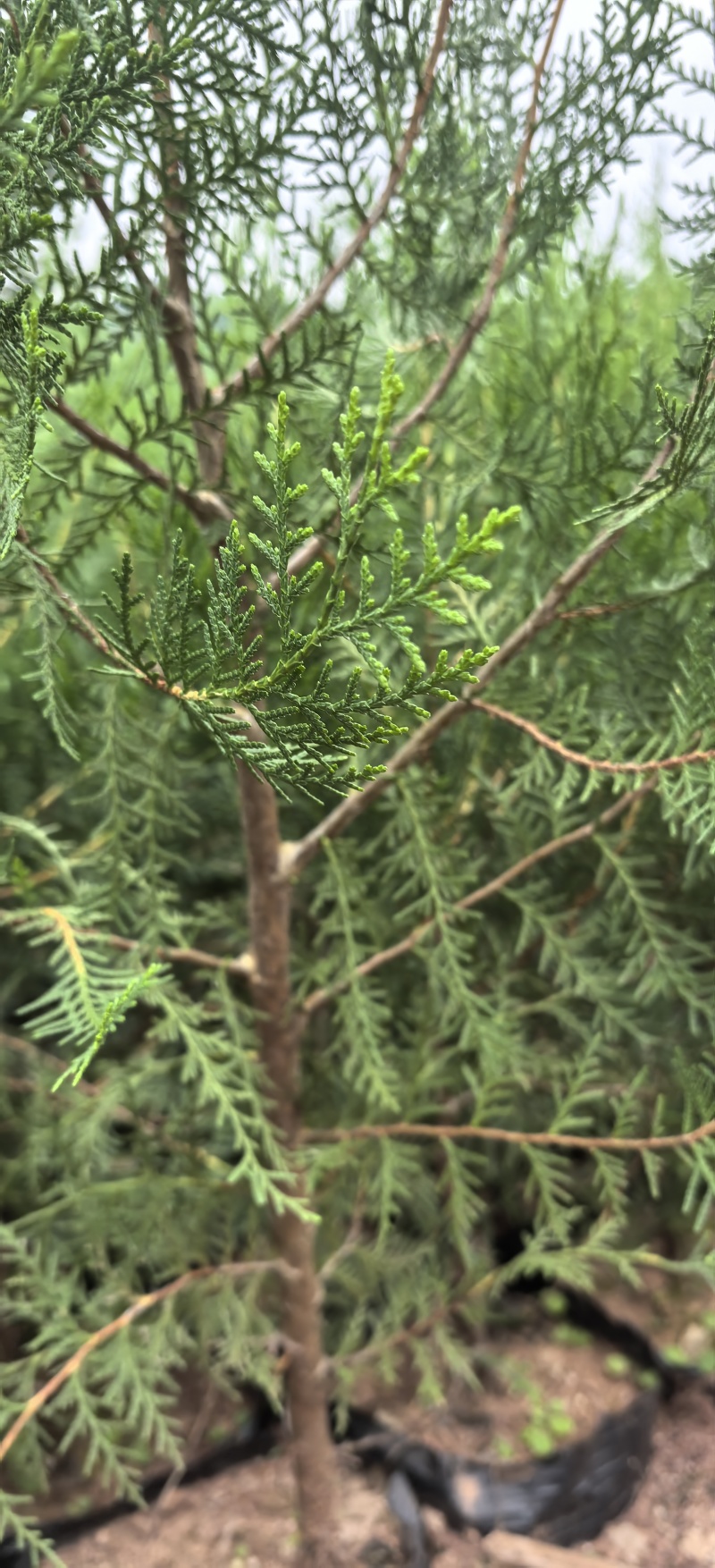 侧柏杯苗两年苗，侧佰苗种植基地，批发零售，欢迎定购。