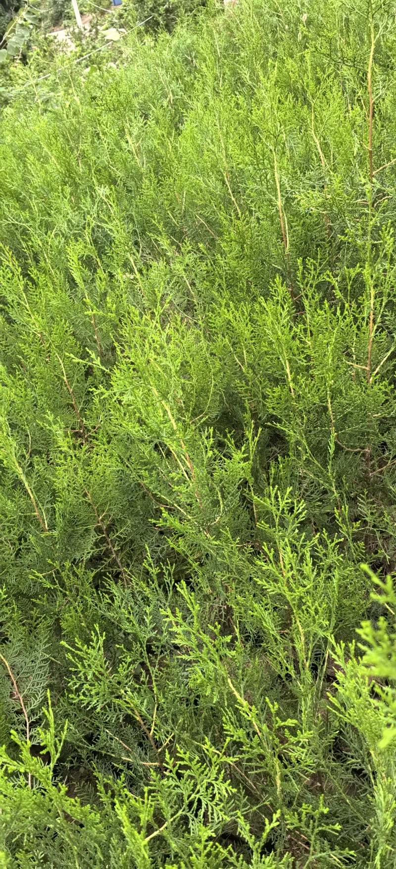 侧柏杯苗两年苗，侧佰苗种植基地，批发零售，欢迎定购。
