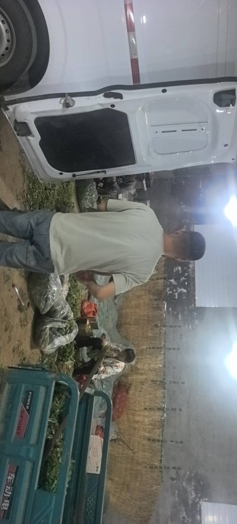 精品香菜山东产地直供源头农产品铁杆大叶