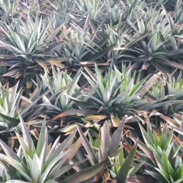 芒果凤梨苗，台农23号凤梨苗
