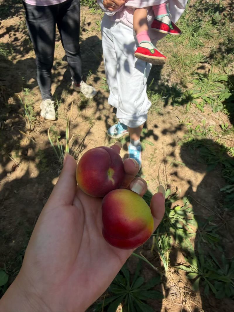 彭阳红梅杏