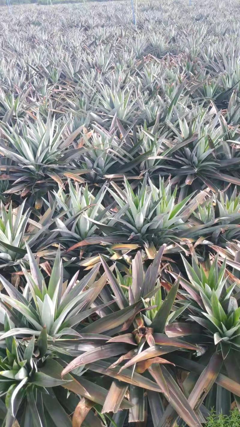 芒果凤梨苗，台农23号凤梨苗