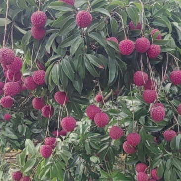 广东汕尾陆丰凤花荔枝，农房自销，一级货