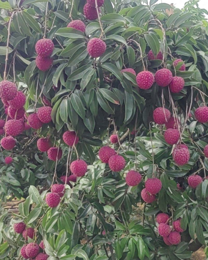 广东汕尾陆丰凤花荔枝，农房自销，一级货