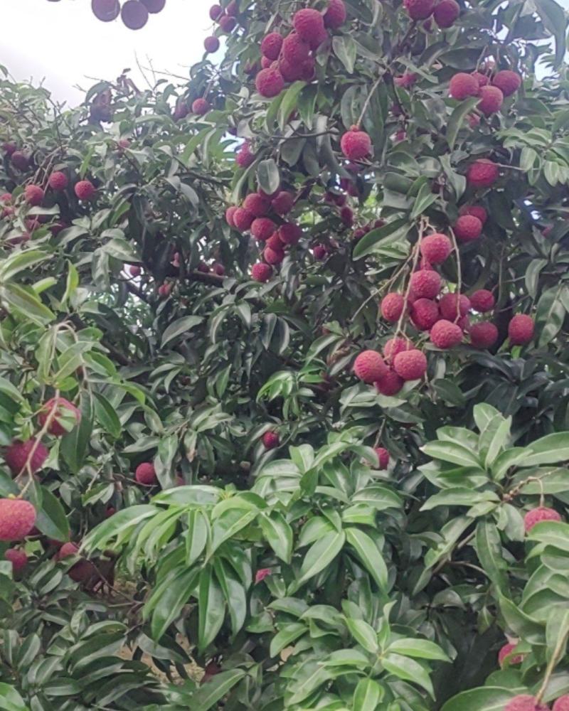 广东汕尾陆丰凤花荔枝，农房自销，一级货