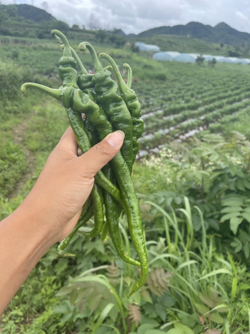 辣椒