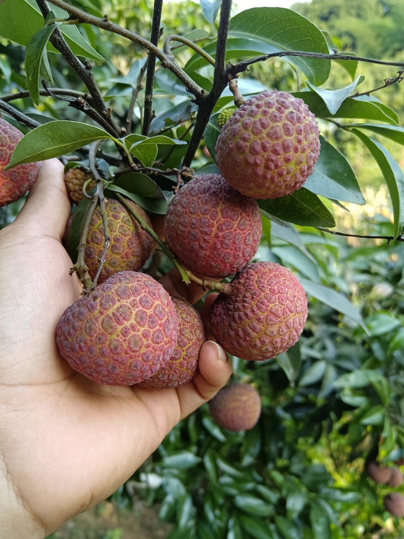 荔枝王红绣球红灯笼四川产地直销一件代发