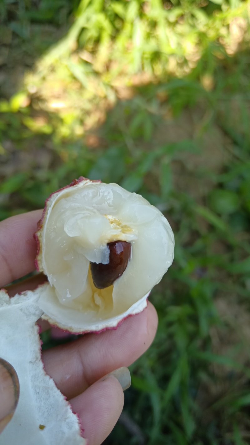 荔枝王红绣球红灯笼四川产地直销一件代发