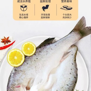 地标特产白蕉海鲈