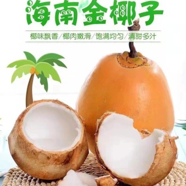 海南万宁现摘黄金椰青椰40cm大果新鲜椰子商用批发产