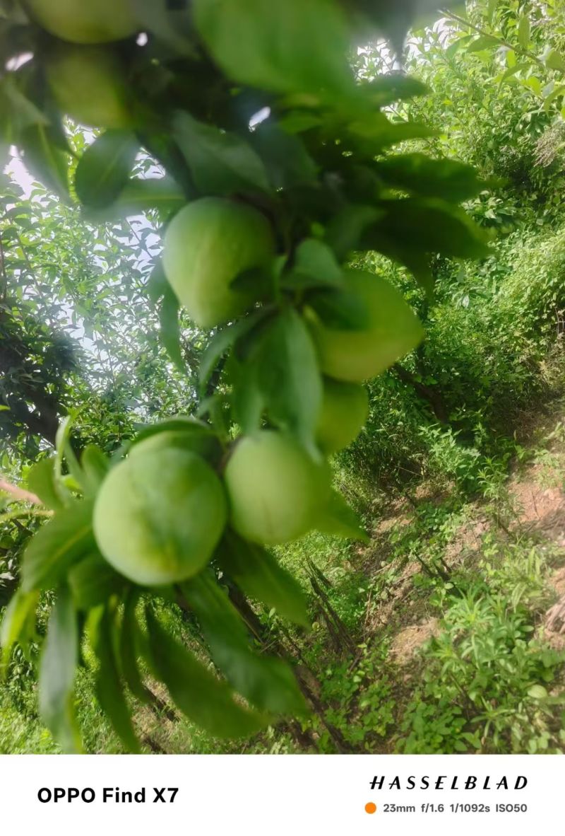 湖北奈李口感脆甜个头大，可快递代发，团购电商