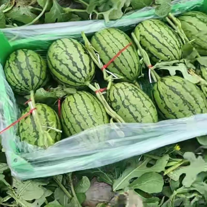 吊瓜精品没瑕疵信我您就来