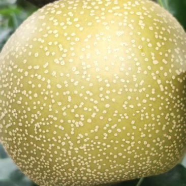 梨梨梨