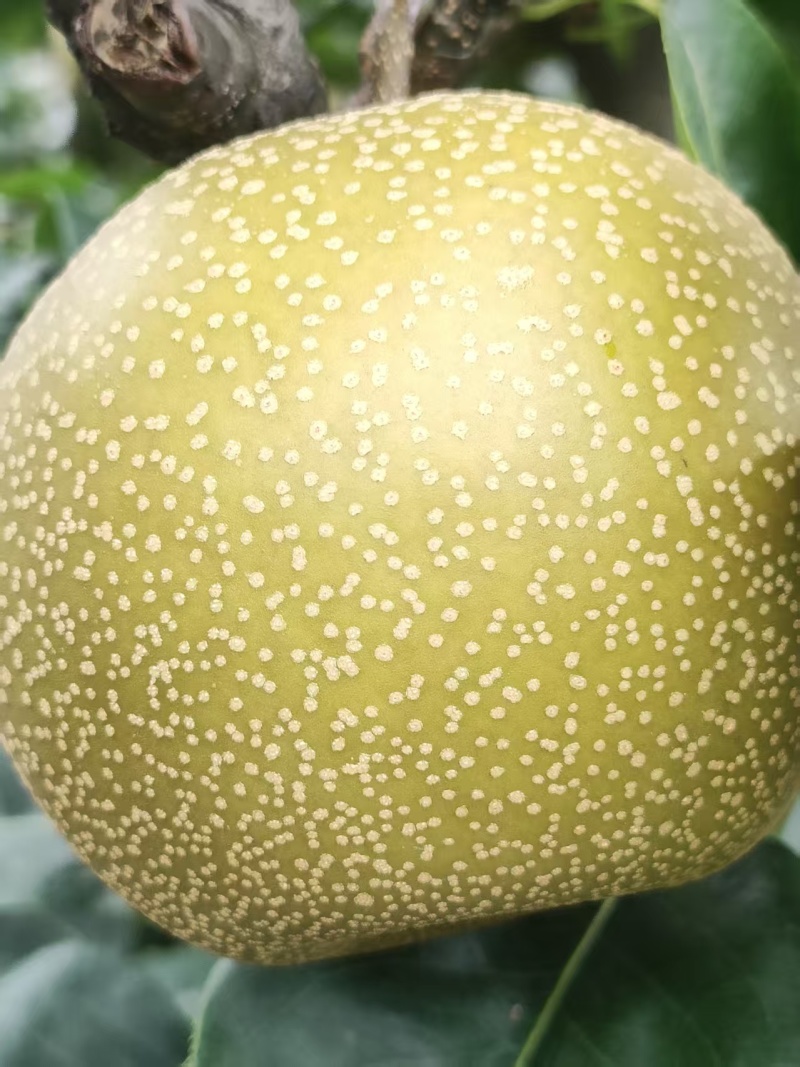 梨梨梨