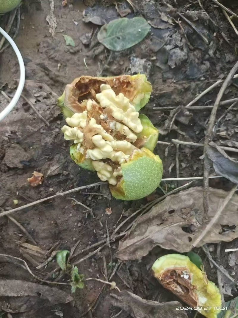 灵寿县赞皇县清香核桃青皮核桃辽系核桃纯手摘
