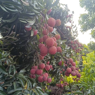 荔枝一件代发晚熟荔枝先进奉大红荔桂味四川荔枝批发零售