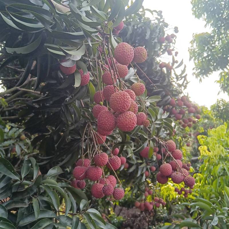 荔枝一件代发晚熟荔枝先进奉大红荔桂味四川荔枝批发零售