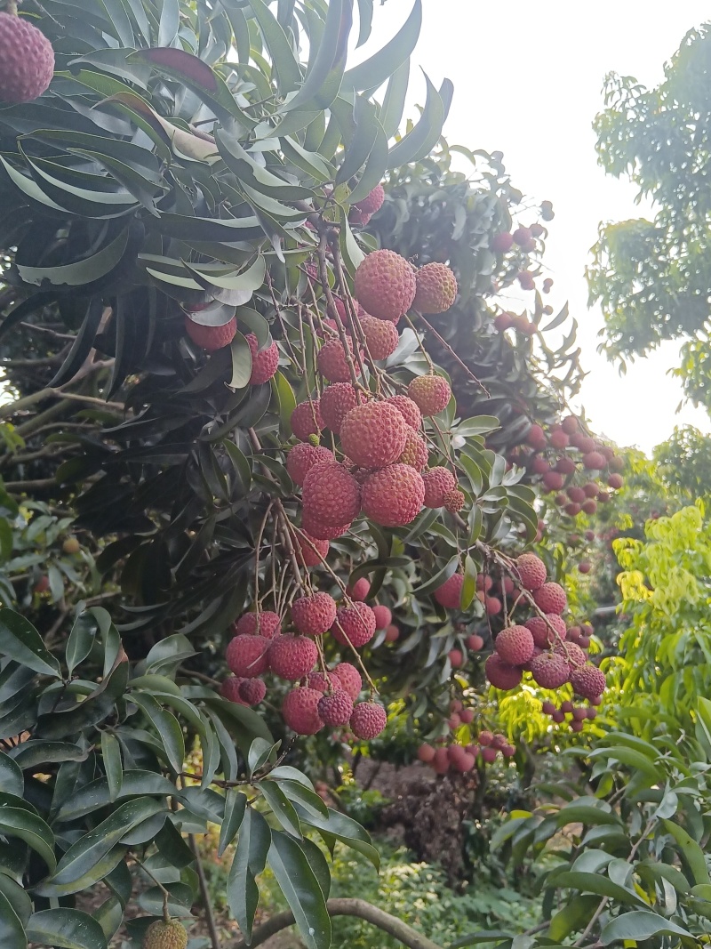 荔枝一件代发晚熟荔枝先进奉大红荔桂味四川荔枝批发零售
