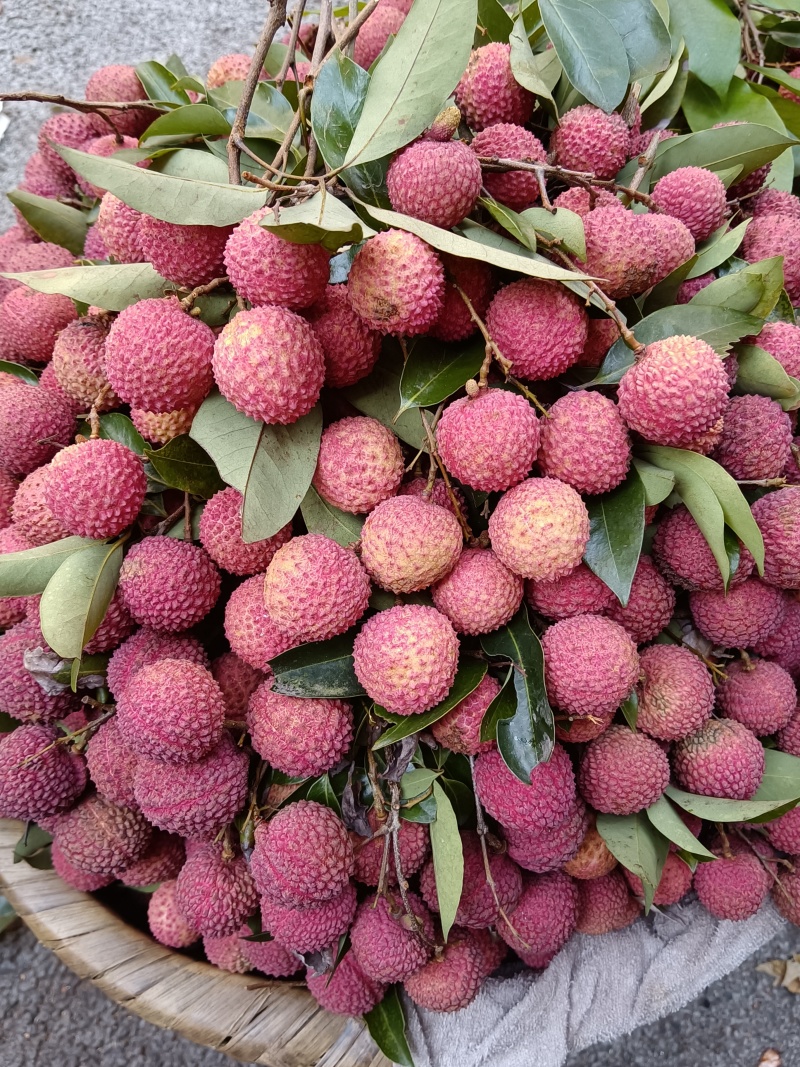 荔枝一件代发晚熟荔枝先进奉大红荔桂味四川荔枝批发零售