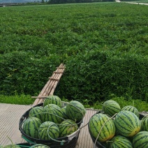 精品麒麟西瓜8424浙江台州三门路桥温岭美都露天西瓜