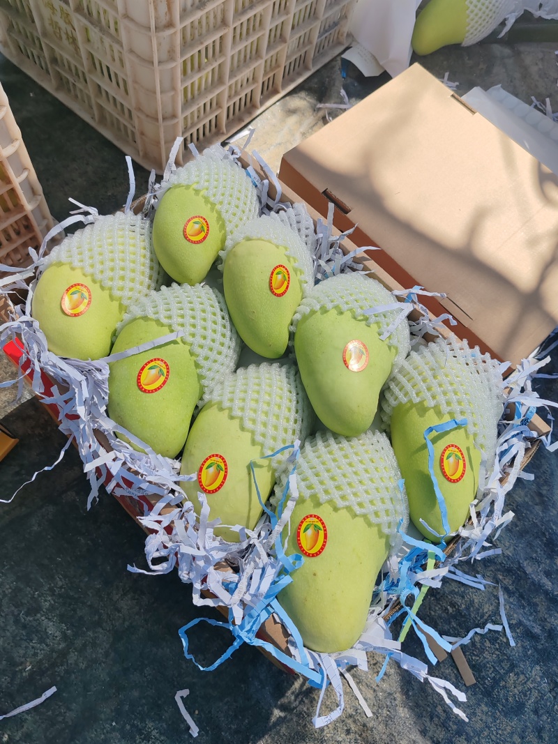 海南金煌芒/水仙芒产地直发接电商一件代发