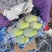 海南金煌芒/水仙芒产地直发接电商一件代发
