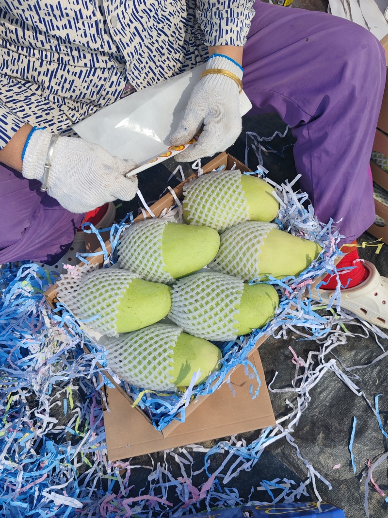 海南金煌芒/水仙芒产地直发接电商一件代发