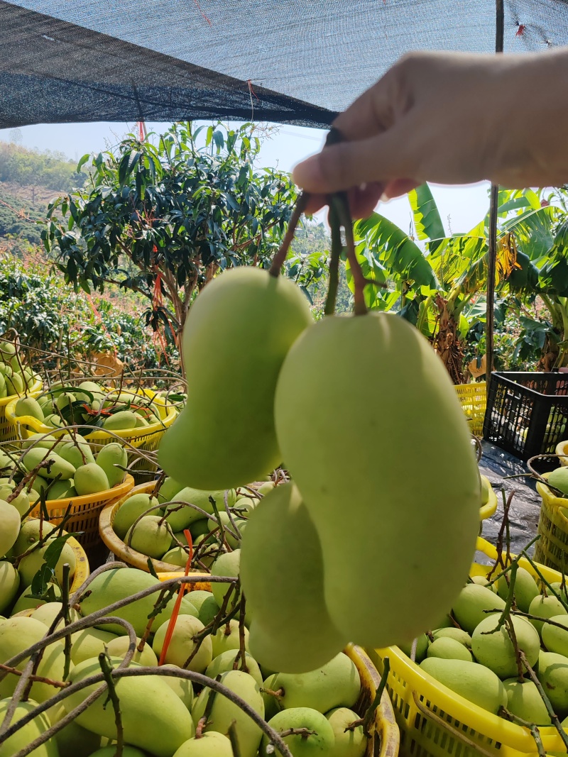 海南金煌芒/水仙芒产地直发接电商一件代发