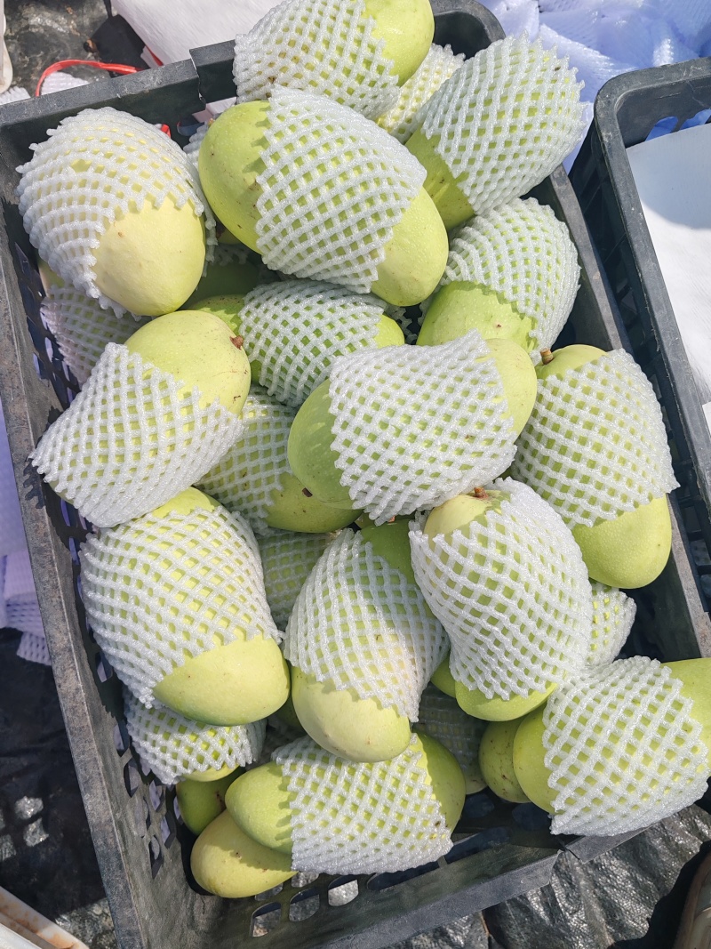 海南金煌芒/水仙芒产地直发接电商一件代发