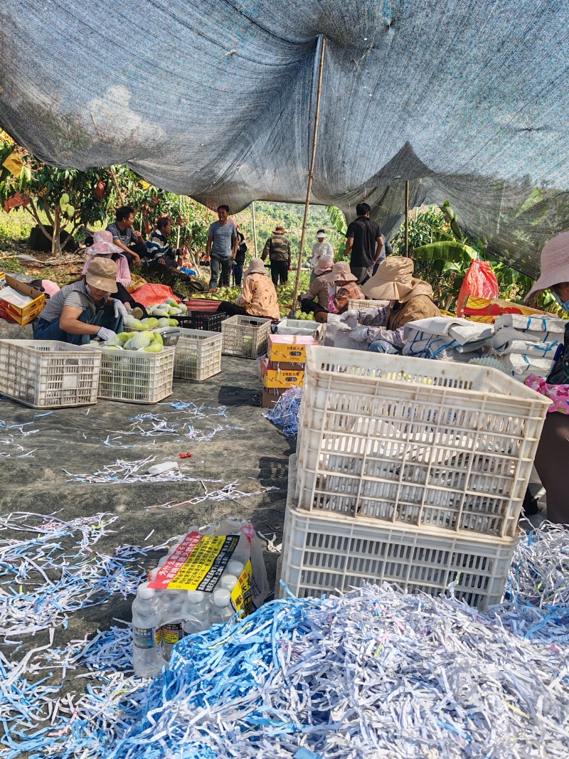 海南金煌芒/水仙芒产地直发接电商一件代发
