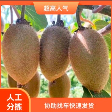 湖南猕猴桃丶凤凰县米粮一号丶绿心猕猴桃丶基地直供价格优惠