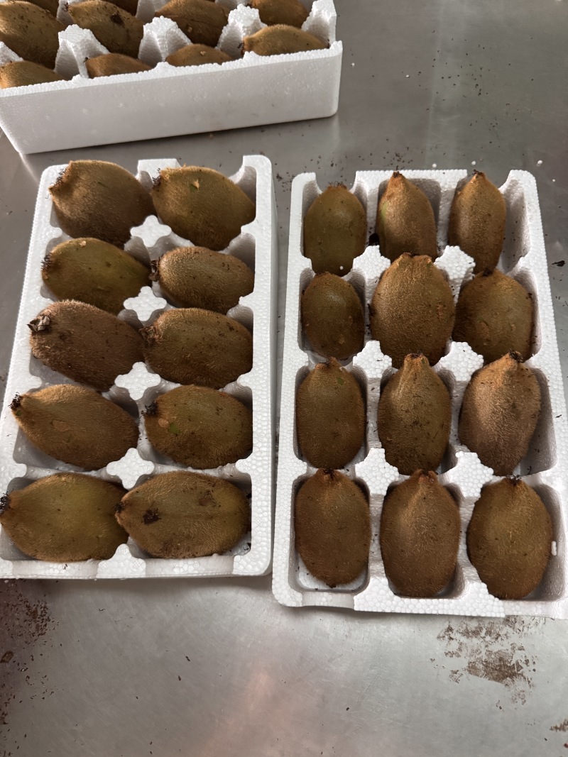 猕猴桃大量上市，口感脆甜，可快递代发，团购电商供应