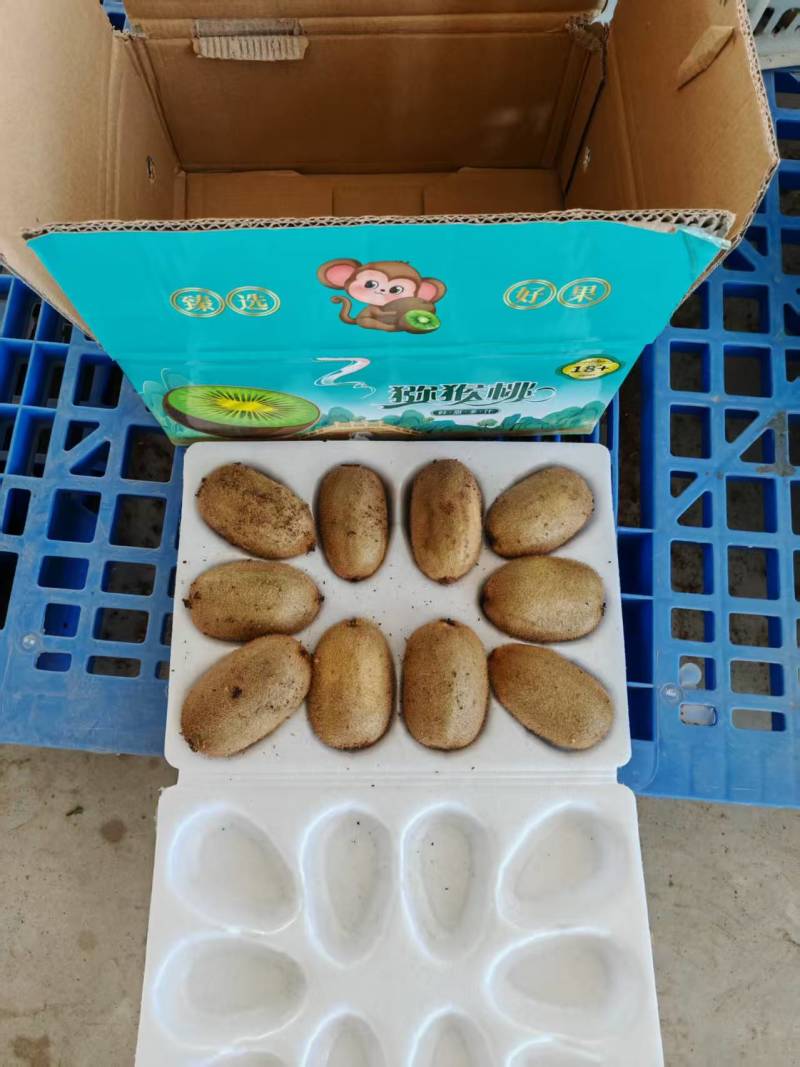 猕猴桃大量上市，口感脆甜，可快递代发，团购电商供应