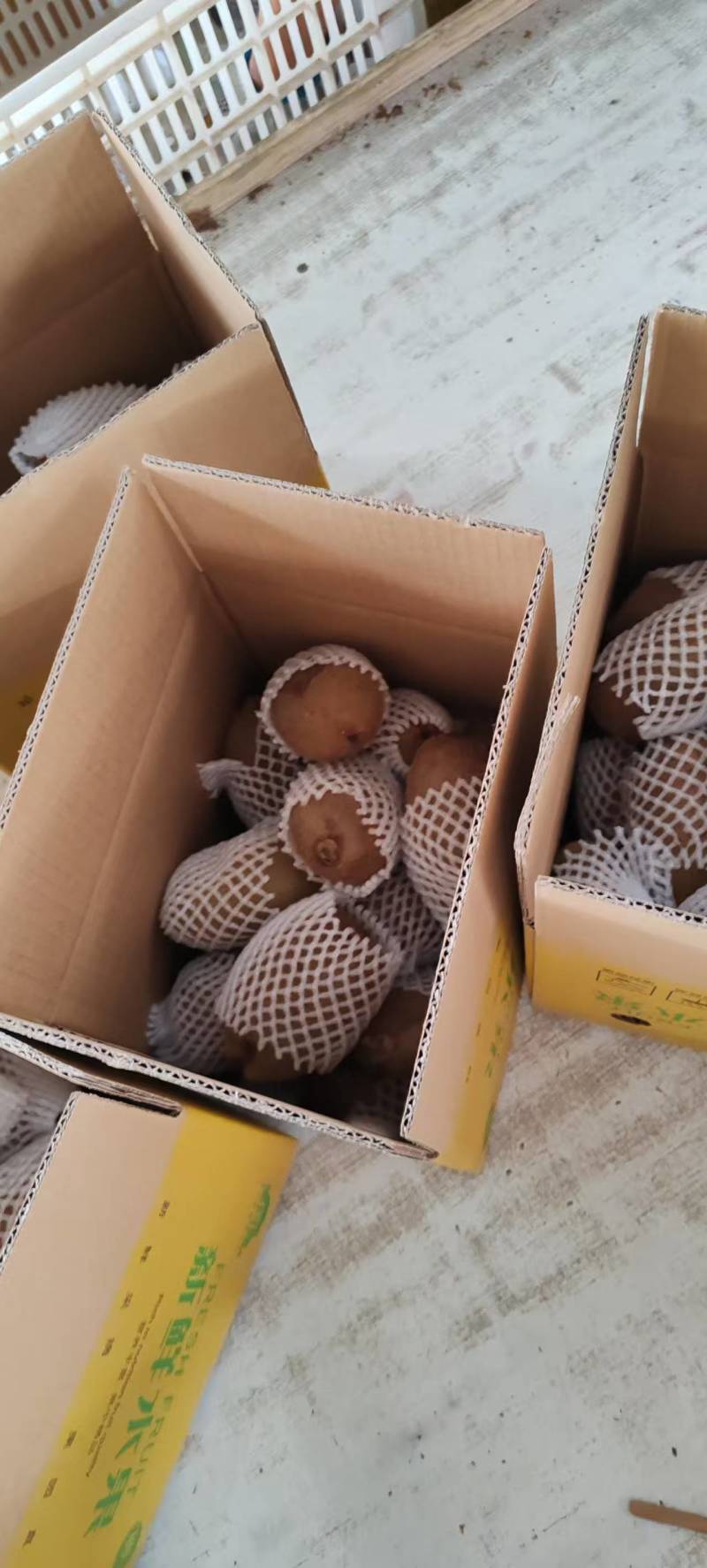 猕猴桃大量上市，口感脆甜，可快递代发，团购电商供应