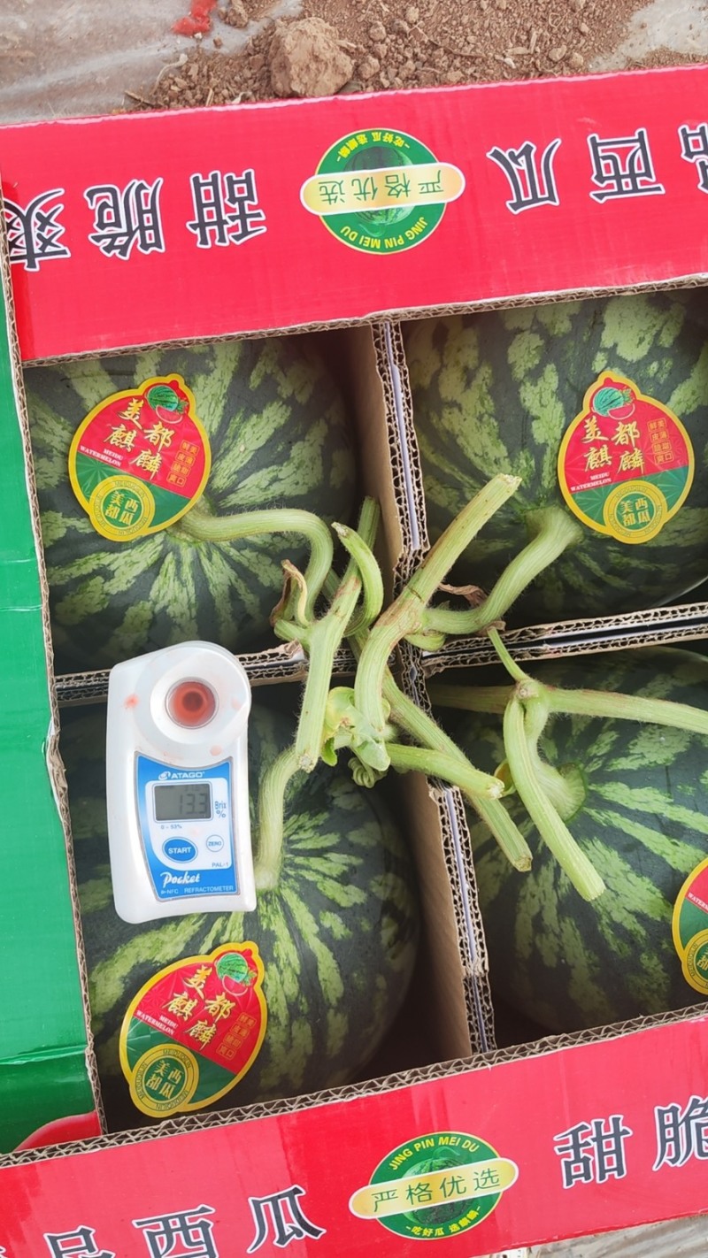 西瓜，美都西瓜，无子美都西瓜，口感好，糖度高