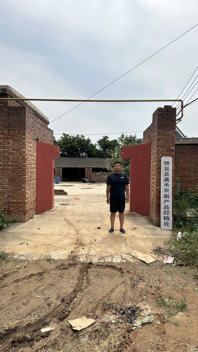 2026石家庄去皮鲜核桃产地直供，一手货源