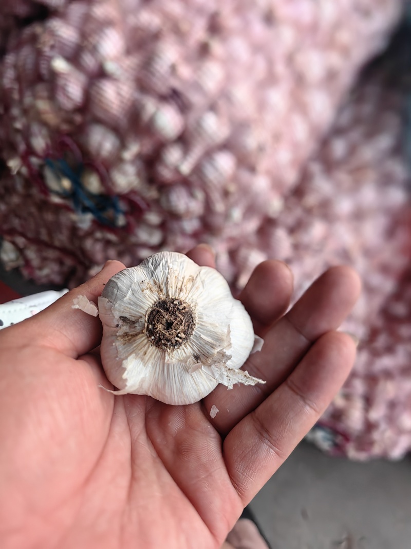 苍山四六瓣大蒜（兰陵大蒜）