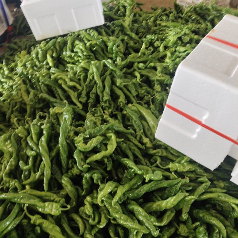 鲜辣椒
