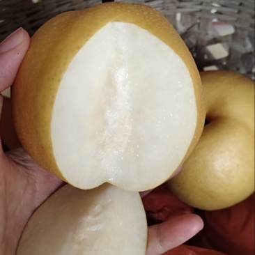 丰水梨