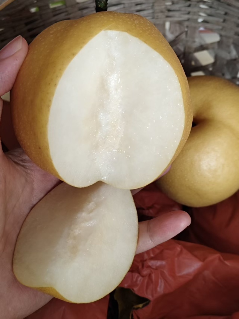 丰水梨