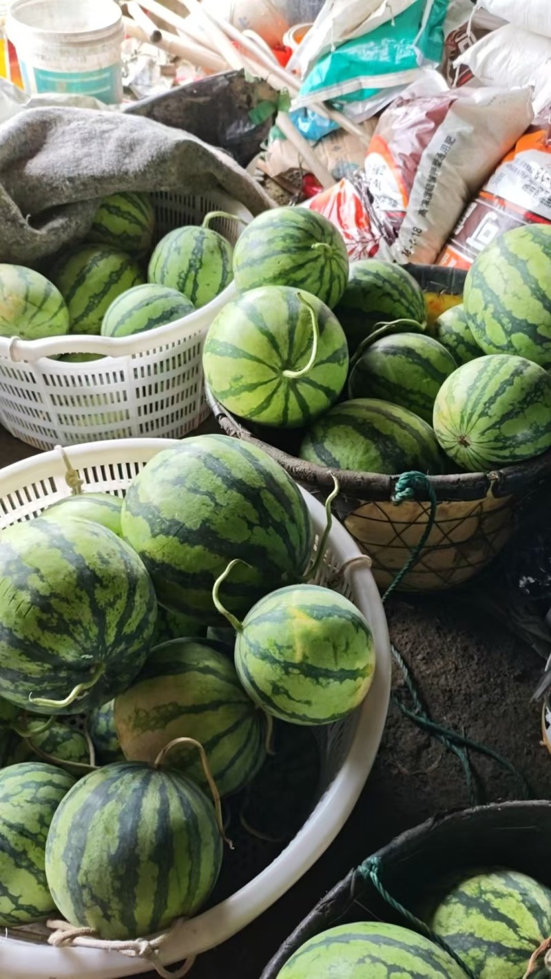 大棚美都西瓜