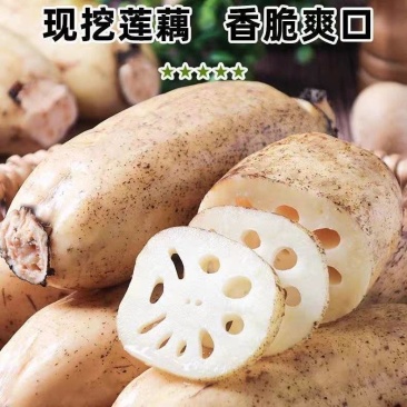 莲藕白莲藕产地看货论价保质保量欢迎订购