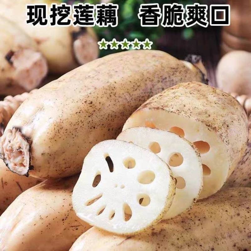 莲藕白莲藕产地看货论价保质保量欢迎订购