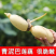 莲藕白莲藕产地看货论价保质保量欢迎订购