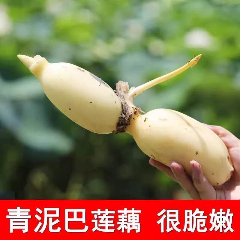 莲藕白莲藕产地看货论价保质保量欢迎订购